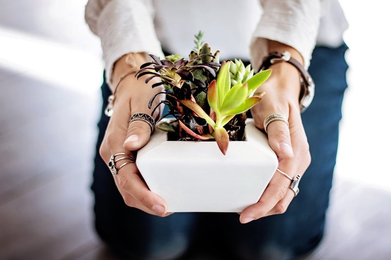 Tin Can Herb Garden